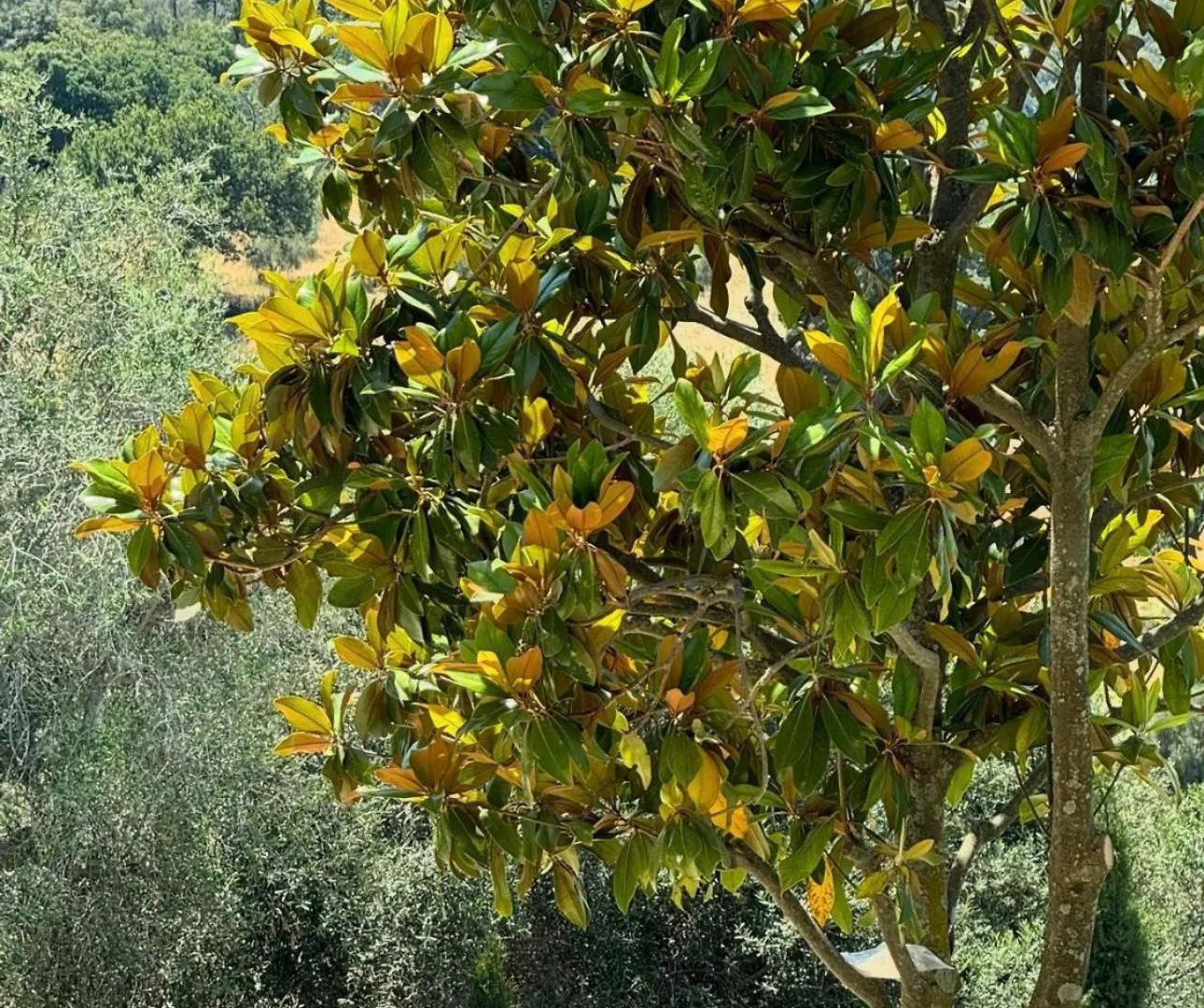 Madonna Del Poggio Cav Apart otel Scarlino
